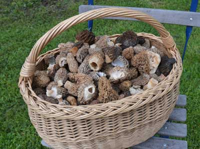 basket of Morel mushrooms