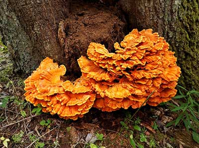 Chicken of the Woods mushroom growing on the base of a tree