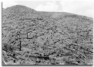 Hillsides cleared of trees during the early 1900's