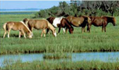 Photo of herd of ponies on Assateague Island