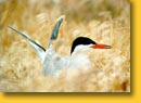 Tern in grass