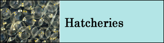 Hatcheries Program