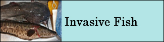 Invsive Fish Program