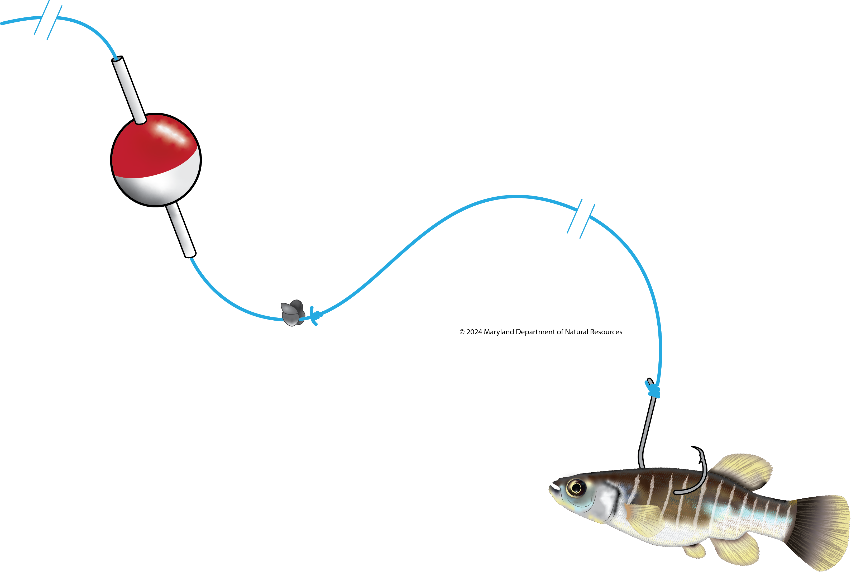 Minnow under bobber
