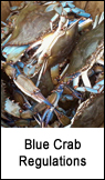 Blue Crab Regulations