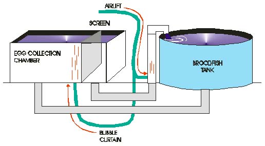 Joseph Manning Hatchery perch diagram 