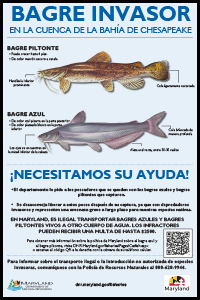 invasive catfish poster_14x21_ES.jpg