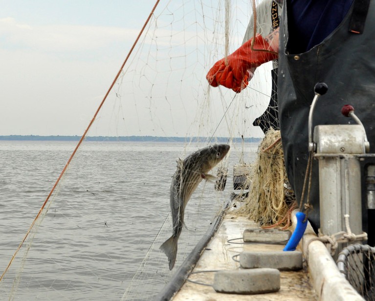 Pulling a Striped Bass up in a gill net
