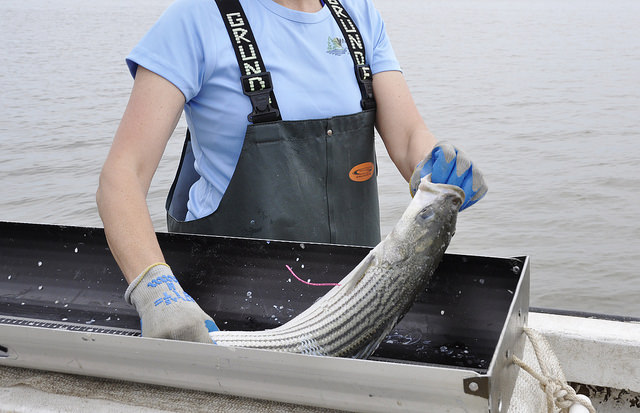 Tagging a Striped Bass