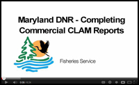 Clam Reports