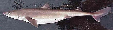 Photo of Spiney Dogfish courtesy of NOAA