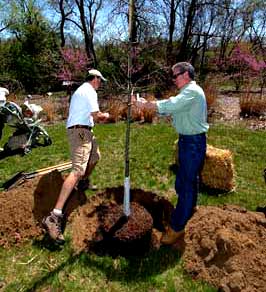 Photo showing the proper way to dig a hole for a tree