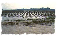 [Example of runoff from a field.]