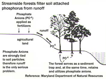 Chart showing how Phosphorus is absorbed by the forest sediment trap.