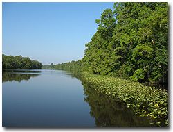 Pocomoke State Forest - Pocomoke River