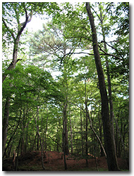 Pocomoke State Forest - Old loblolly pines