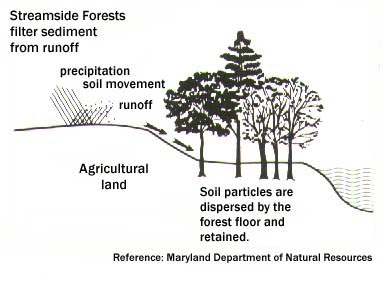 Chart showing how trees situated by the water help absorb sediment when it rains.
