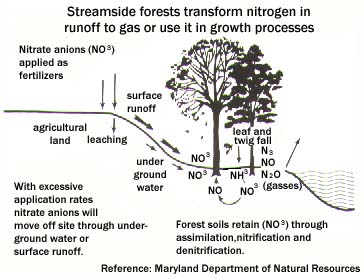 Diagram showing how surface runoff is transformed as it travels through a forest buffer 