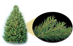 photo of Scotch Pine tree & needles