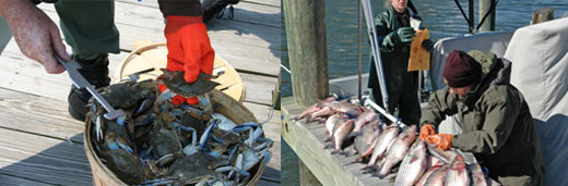 commercial_fisheries_home_page.jpg