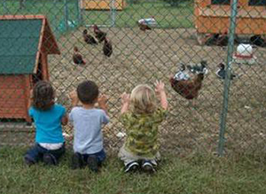Observing the Chickens at Friends Forever Learning Center