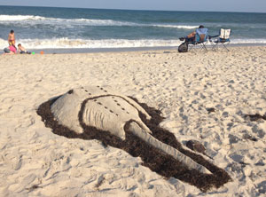 A horseshoe crab sand castle