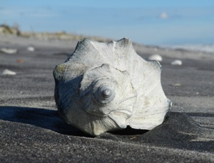 Shell on Assateague beach