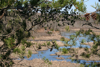 Scenic wetland in Merkle Wildlife Sanctuary