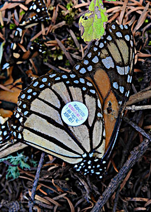 Tag on Monarch Butterfly