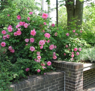 TawesGarden_Summer2017.JPG