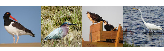oyster catcher, green heron, osprey and egret