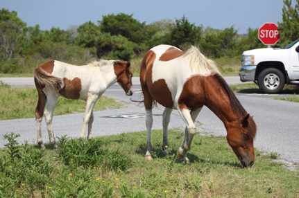 Horse and colt grazing along a road