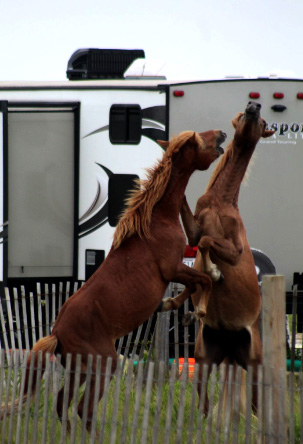 Two horses on their hind legs playing