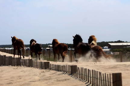 Group of horses running along a dune