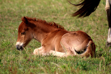 Colt resting in the grass