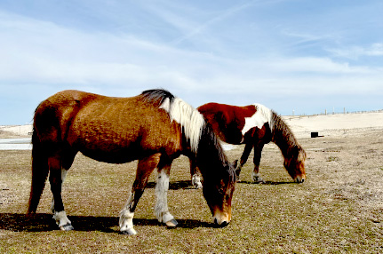 Two adult horses grazing along the beach