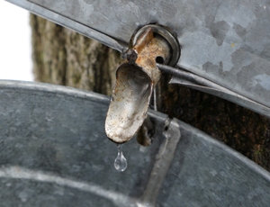 maple sap.jpg
