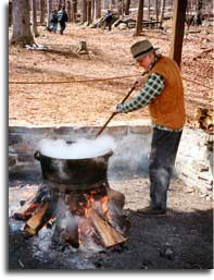 Maple syrup volunteer