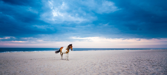 Wild horse on the beach with a blue sky