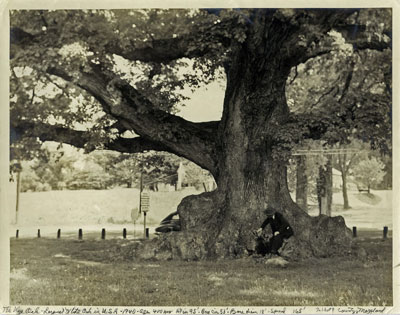 Largest White Oak in the USA. 