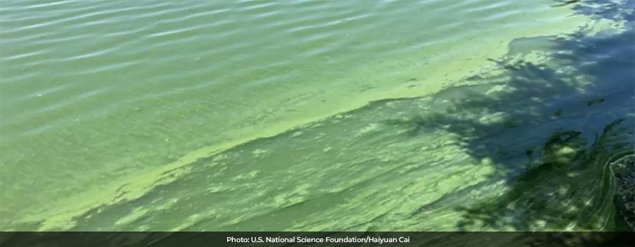 Microcystis bloom - a light green film on the surface of the water, it clumps together in some places and collects on the shoreline as waves and wind push it towards the edges