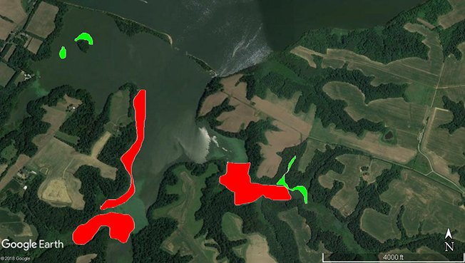 Lloyds Creek Water Chestnut Locations