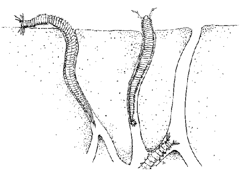 Illustration of Polychaetes, Joann Wheeler 1999