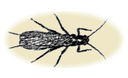 illustration of insect