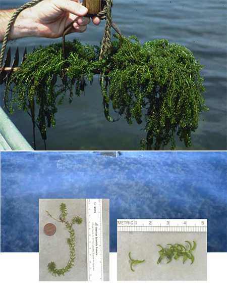 Common Waterweed collage