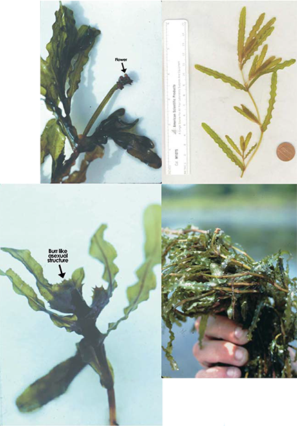 Curly Pondweed collage