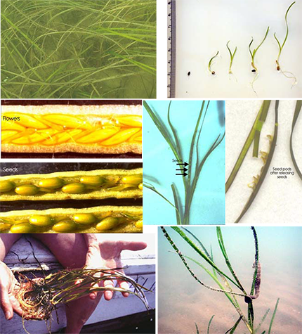 Eelgrass collage