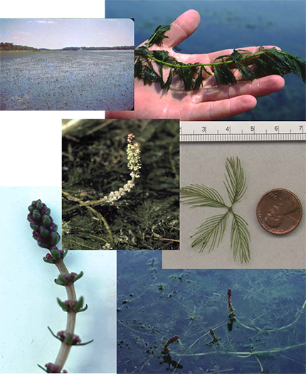 Photo collage of Eurasian Watermilfoil