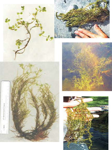 Links to Water Starwort collage