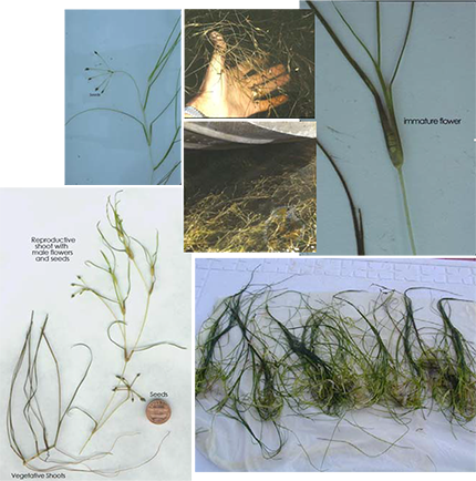 Widgeon Grass collage